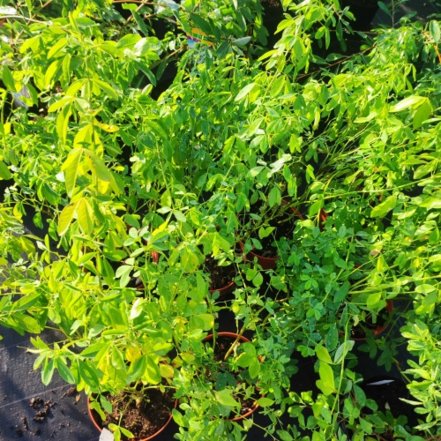 Vlčinec čínsky, Thermopsis chinensis, kont. 2l