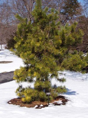 Borovica thunbergová Shirome Janome, Pinus thunbergii, 30 - 35 cm, kont. 5l