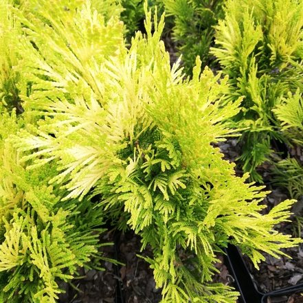 Tuja riasnatá Tiger Gold, Thuja plicata 20 - 40 cm, kont. 3l