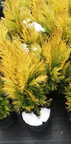 Tuja riasnatá Tiger Gold, Thuja plicata 20 - 40 cm, kont. 3l