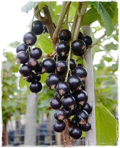 Ríbezľa čierna Titania, Ribes nigrum kon. 0,5l