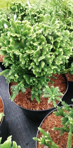 Kryptoméria japonská Tomahawk, Cryptomeria japonica. + 30 kontajner 3l