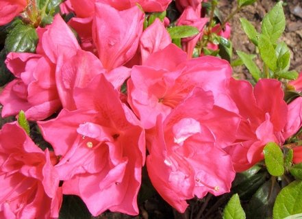 Azalka japonská Tornella, Rhododendron obtusum, kont. 2l