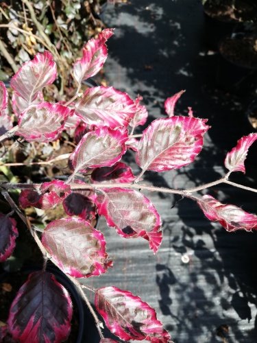 Buk lesný Purpurea Tricolor, Fagus sylvatica 160 - 180 cm, kont. 20l