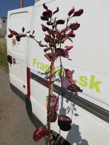 Buk lesný Tricolor Fagus sylvatica, 50 - 70 cm, kontajner 3l