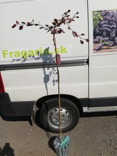 Buk lesný Tricolor Fagus sylvatica, 50 - 70 cm, kontajner 3l