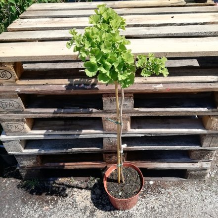 Ginko dvojlaločné Troll, Ginkgo Biloba, na kmienku 40 - 70 cm, kont. 3l
