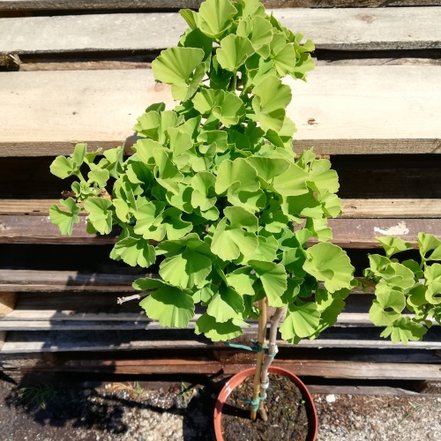 Ginko dvojlaločné Troll, Ginkgo Biloba, na kmienku 40 - 70 cm, kont. 3l
