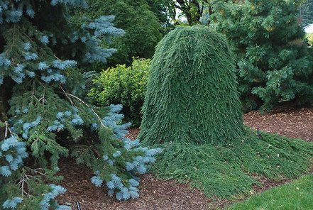 Jedľovec západný Thorsen’s Weeping, Tsuga heterophylla, kontajner C4, výška  +70 cm