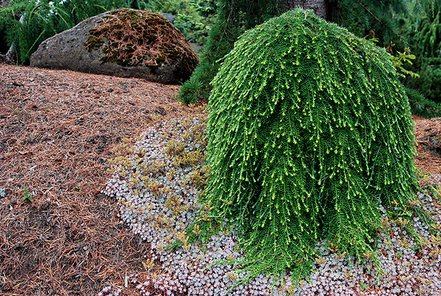 Jedľovec západný Thorsen’s Weeping, Tsuga heterophylla, kontajner C4, výška  +70 cm