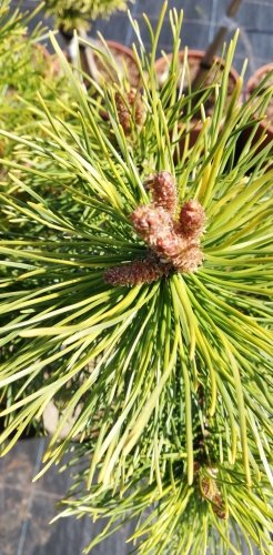 Borovica pyrenejská Tukane na kmienku, Pinus uncinata 30 - 55 cm, kont. 3l
