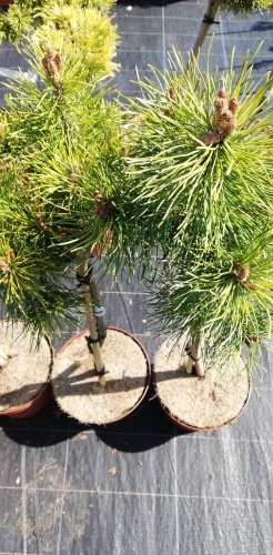 Borovica pyrenejská Tukane na kmienku, Pinus uncinata 30 - 55 cm, kont. 3l
