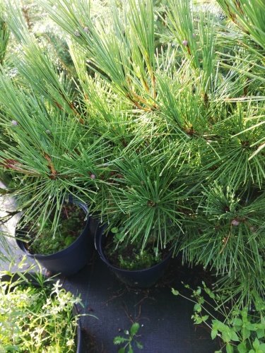 Borovica hustokvetá Umbraculifera, Pinus densiflora, 35 - 40 cm, kont. 3l