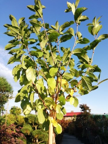 Čerešňa krovitá Umbraculifera,	Prunus eminens 120 - 180 cm, kont. 5I