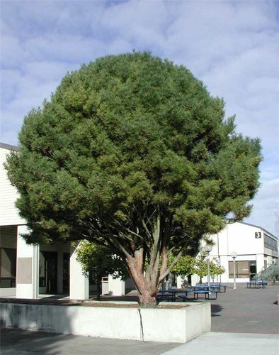Borovica hustokvetá Umbraculifera, Pinus densiflora, 35 - 40 cm, kont. 3l