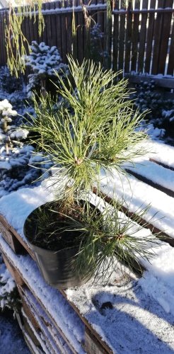 Borovica pyrenejská, Pinus uncinata, 25 - 30 cm, kont. 2l