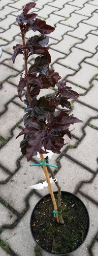 Buk lesný Van Steenberge, Fagus sylvatica 60 - 70 cm, kont. 3l