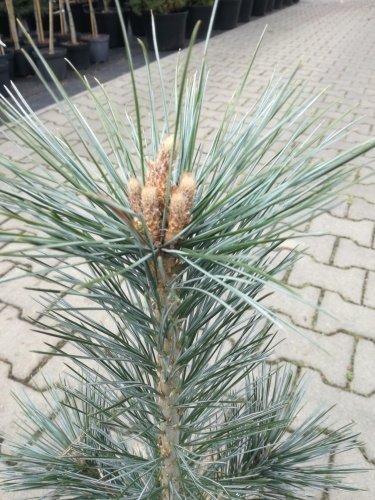 Borovica ohybná Vanderwolf's pyramid, Pinus flexilis, kontajner 5l, 30 – 40 cm