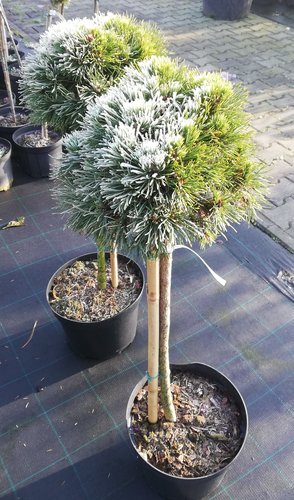 Borovica horská Varella (na kmienku), Pinus mugo 50 - 55 cm, kont. 5l