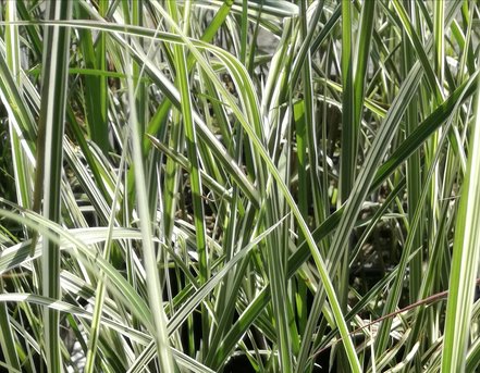 Ozdobnica čínská Variegatus, Miscanthus sinensis , kontajner 1 l