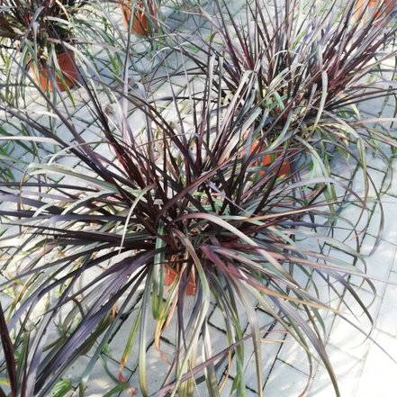 Pennisetum purpureum Vertigo,  Pennisetum purpureum, kontajner 3l