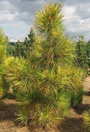Borovica thunbergová Shirome Janome, Pinus thunbergii, 30 - 35 cm, kont. 5l