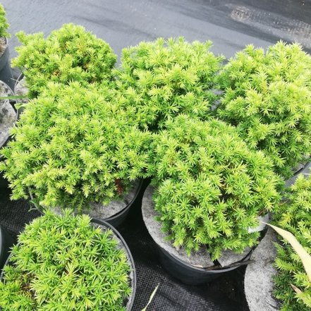 Kryproméria japonská Vilmoriniana, Cryptomeria japonica, 20 - 40 cm, kontajner 2l