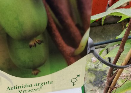 Kiwi Vitikiwi, Actinidia arguta, kontajner 3l