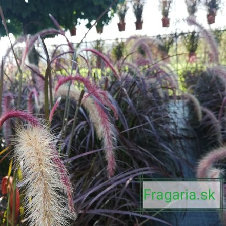 Pennisetum purpureum Vertigo,  Pennisetum purpureum, kontajner 3l