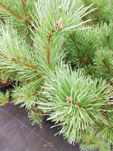 Borovica lesná Watereri, Pinus sylvestris, 40 - 50 cm, kont. 5l