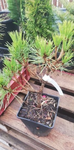 Borovica smolná Watnong, Pinus resinosa, 20 - 40 cm, kont. P9