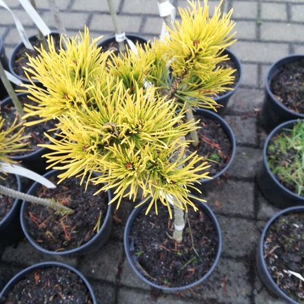 Borovica horská Wintergold, Pinus mugo, kmeň 40 - 60 cm, kont. 3l