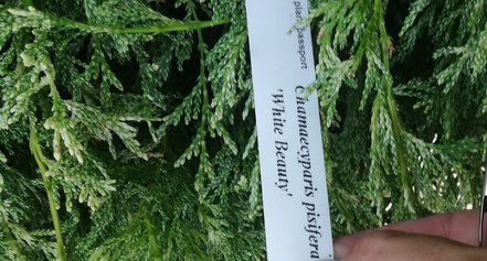 Cypruštek hrachonosný White Beauty, Chamaecyparis pisifera 20 - 30 cm, 3l