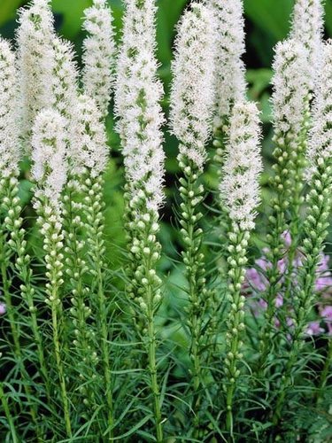 Liatra klasnatá Floristan White Liatris spicata, kontajner 2l