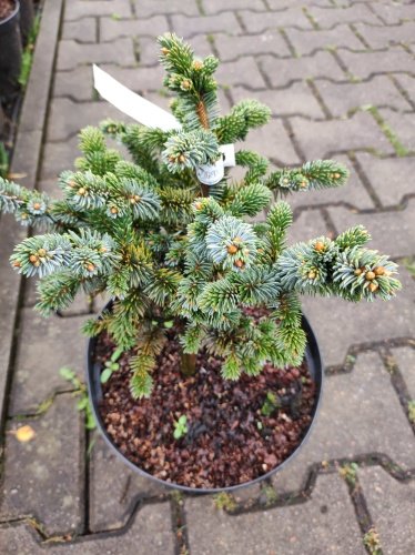 Smrek sitkanský Pevè Wiesje, Picea sitchensis, kmeň 30 - 35 cm, kont. 3l