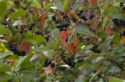 Arónia čiernoplodá Viking, Aronia melanocarpa kont .1l