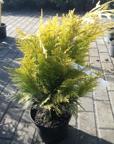 Cypruštek Lawsonov Winston Churchill, Chamaecyparis lawsoniana, 40 - 50 cm, kont. 3l