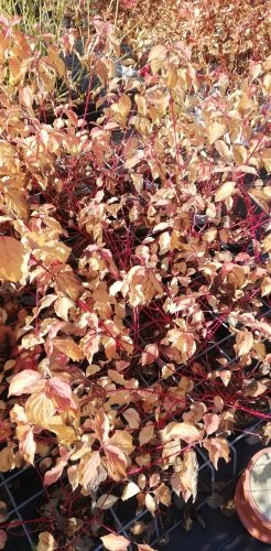 Drieň krvavý Anny's Winter Orange, Cornus sanguinea, 40 – 50 cm, kontajner 3l