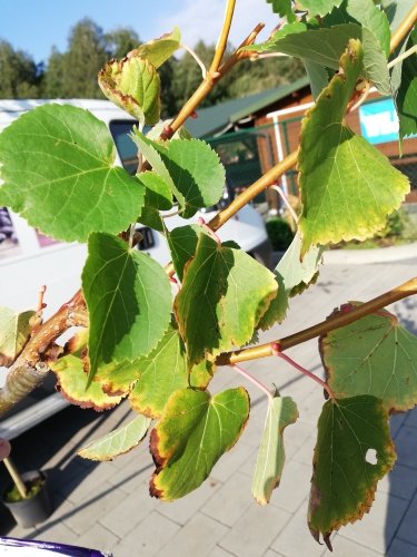 Lipa malolistá Winter Orange, Tilia cordata, 170 – 230 cm, kontajner 7l