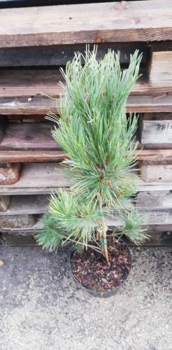 Borovica kórejská Winton, Pinus koraiensis, 30 - 50 cm kont. 4l
