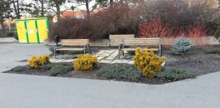 Borovica horská Wintergold, Pinus mugo 20 - 40 cm, kont. 3l