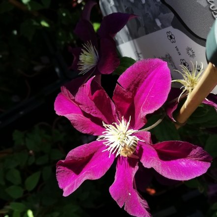 Plamienok Warszawska Nike, Clematis, kontajner 3l