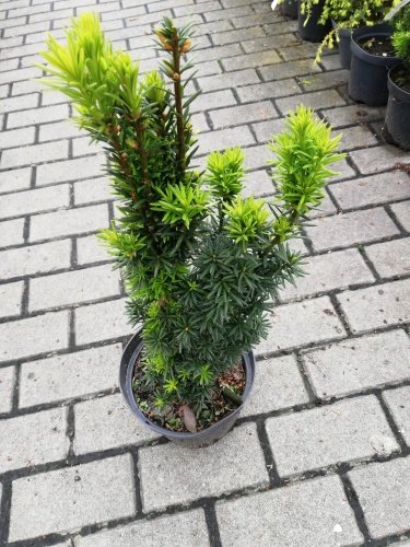 Tis prostredný Wojtek, Taxus media 20 - 50 cm, kont. 3l