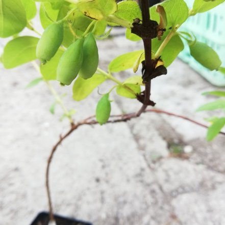 Zemolez kamčatský Wojtek, Lonicera kamtschatica 20 - 30 cm, kont. 0,5l