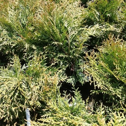 Tuja západná, Thuja occidentalis 30 - 40 cm, kont. 3l