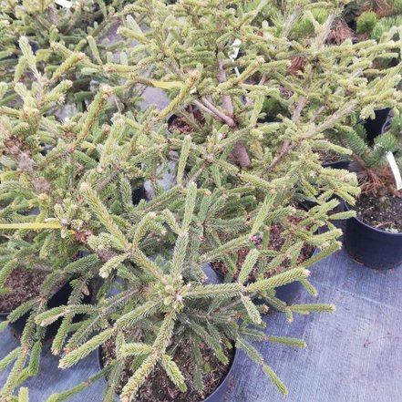 Smrek biely Xavery, Picea Glauca, 50 - 50 cm, kont. 10l