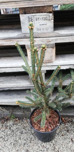 Smrek biely Xavery, Picea Glauca, 30 - 40 cm, kont. 3l