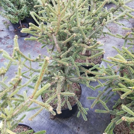 Smrek biely Xavery, Picea Glauca, 50 - 120 cm, kont. 5l