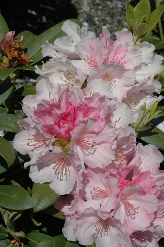 Rododendron Yaku Angel, Rhododendron 30 - 50 cm, kont. 5l