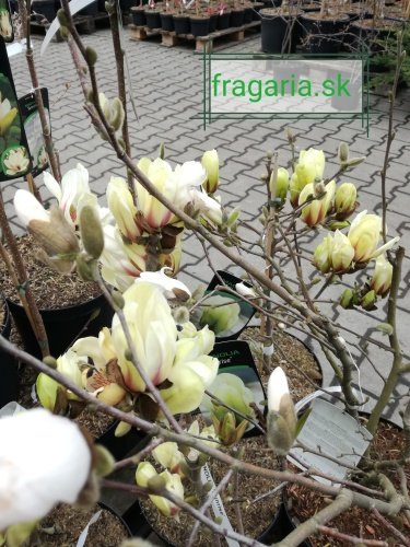 Magnólia Yellow Bird, Magnolia 50 - 100 cm, kont. 3l